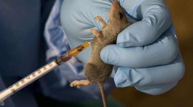 Lassa fever