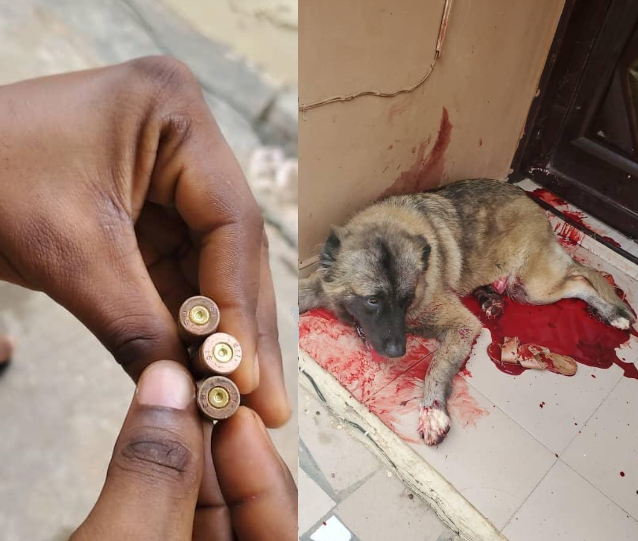 Dog shot by policeman in Akure