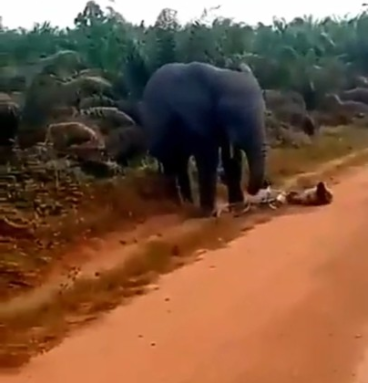 Elephant attacks Bicycle rider