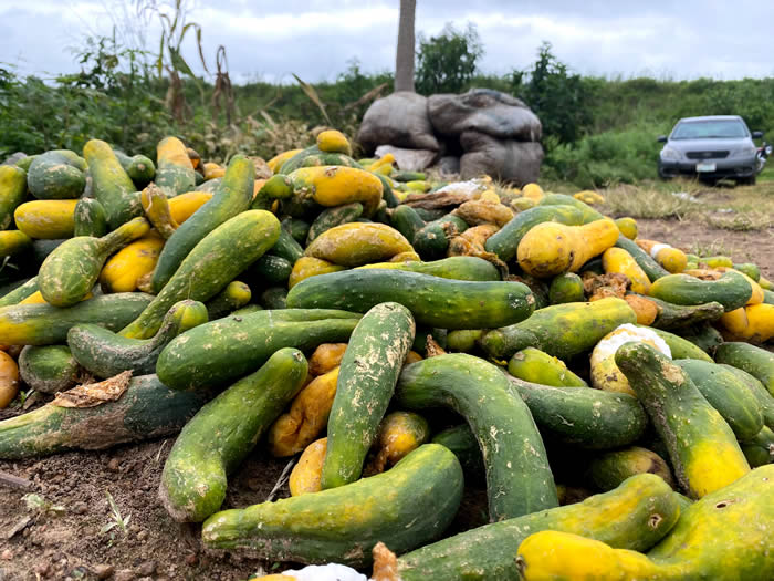 rotten cucumbers